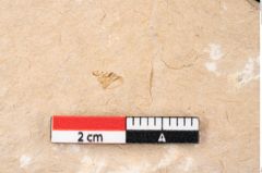 Foto (Detailansicht) von Banksia ungeri (NHMW-GEO-2024-0188-11495)